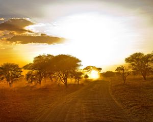 Preview wallpaper africa, road, sunrise, sand, trees