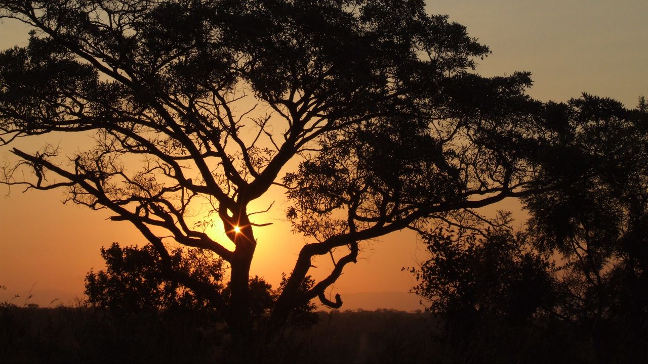 Wallpaper africa, sunset, trees, night