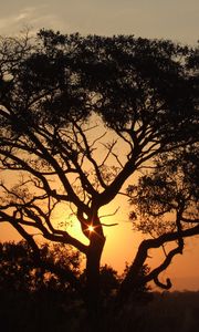 Preview wallpaper africa, sunset, trees, night