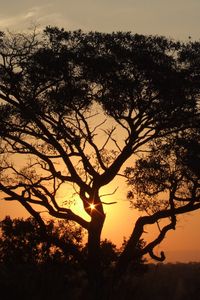 Preview wallpaper africa, sunset, trees, night