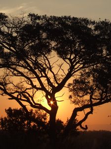 Preview wallpaper africa, sunset, trees, night