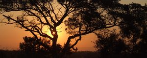 Preview wallpaper africa, sunset, trees, night