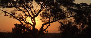 Preview wallpaper africa, sunset, trees, night