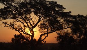 Preview wallpaper africa, sunset, trees, night