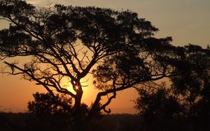 Preview wallpaper africa, sunset, trees, night