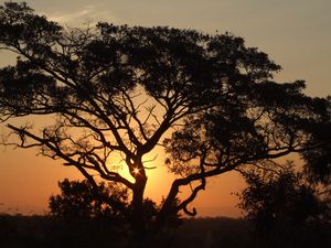 Preview wallpaper africa, sunset, trees, night