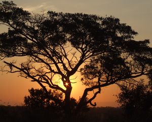 Preview wallpaper africa, sunset, trees, night