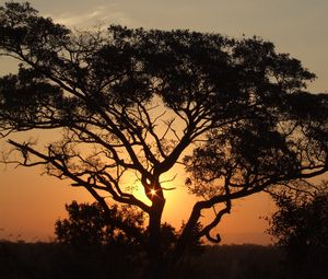 Preview wallpaper africa, sunset, trees, night