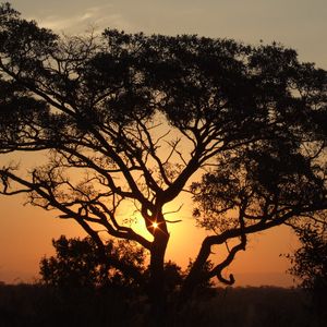 Preview wallpaper africa, sunset, trees, night