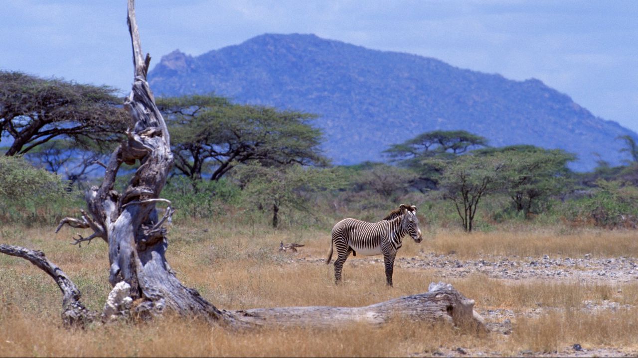 Wallpaper africa, zebra, savannah, tree, mountain