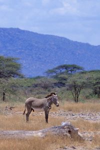 Preview wallpaper africa, zebra, savannah, tree, mountain