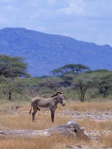 Preview wallpaper africa, zebra, savannah, tree, mountain