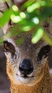 Preview wallpaper african antelope, muzzle, leaves