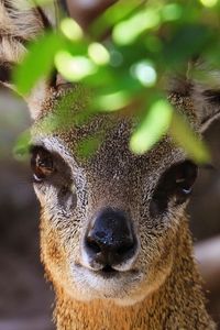 Preview wallpaper african antelope, muzzle, leaves