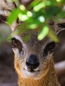 Preview wallpaper african antelope, muzzle, leaves