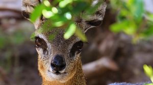 Preview wallpaper african antelope, muzzle, leaves