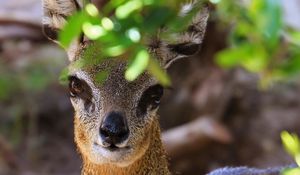 Preview wallpaper african antelope, muzzle, leaves