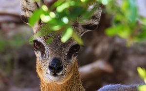 Preview wallpaper african antelope, muzzle, leaves