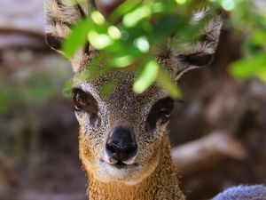 Preview wallpaper african antelope, muzzle, leaves