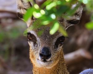 Preview wallpaper african antelope, muzzle, leaves