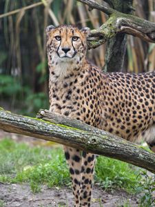 Preview wallpaper african cheetah, cheetah, predator, big cat, animal