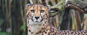 Preview wallpaper african cheetah, cheetah, predator, big cat, animal