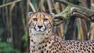 Preview wallpaper african cheetah, cheetah, predator, big cat, animal