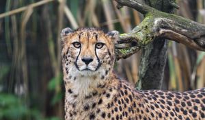 Preview wallpaper african cheetah, cheetah, predator, big cat, animal