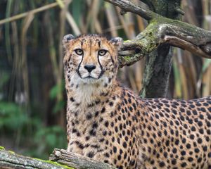 Preview wallpaper african cheetah, cheetah, predator, big cat, animal