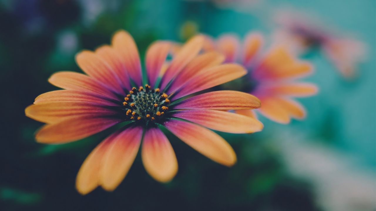 Wallpaper african daisy, flower, petals, gradient