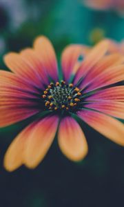 Preview wallpaper african daisy, flower, petals, gradient