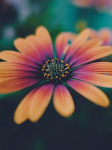 Preview wallpaper african daisy, flower, petals, gradient