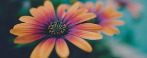 Preview wallpaper african daisy, flower, petals, gradient