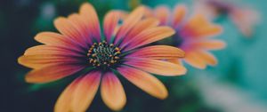 Preview wallpaper african daisy, flower, petals, gradient