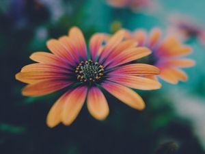 Preview wallpaper african daisy, flower, petals, gradient