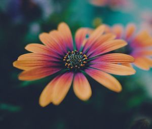 Preview wallpaper african daisy, flower, petals, gradient