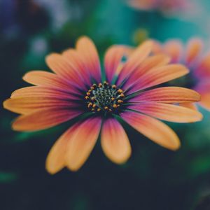 Preview wallpaper african daisy, flower, petals, gradient