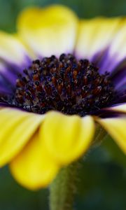 Preview wallpaper african daisy, flower, petals, macro, yellow