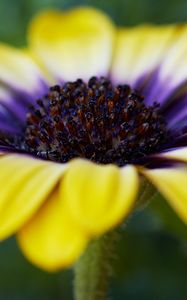 Preview wallpaper african daisy, flower, petals, macro, yellow