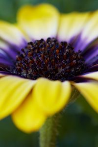 Preview wallpaper african daisy, flower, petals, macro, yellow