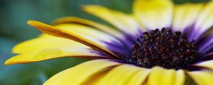 Preview wallpaper african daisy, flower, petals, macro, yellow