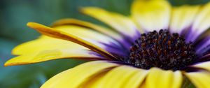 Preview wallpaper african daisy, flower, petals, macro, yellow