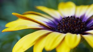 Preview wallpaper african daisy, flower, petals, macro, yellow