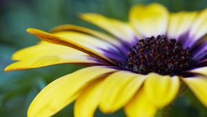 Preview wallpaper african daisy, flower, petals, macro, yellow
