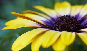Preview wallpaper african daisy, flower, petals, macro, yellow