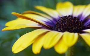 Preview wallpaper african daisy, flower, petals, macro, yellow