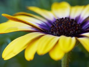 Preview wallpaper african daisy, flower, petals, macro, yellow