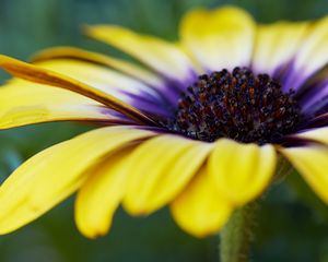 Preview wallpaper african daisy, flower, petals, macro, yellow