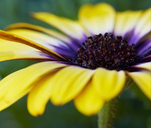Preview wallpaper african daisy, flower, petals, macro, yellow