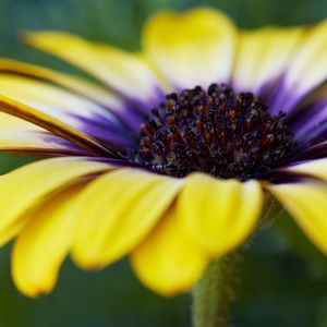 Preview wallpaper african daisy, flower, petals, macro, yellow